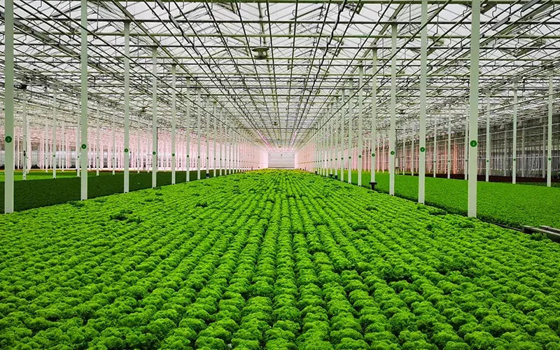 Greenhouses: A Modern Solution for Sustainable Agriculture
